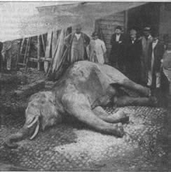 Döende elefant Döende elefant