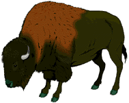 buffel buffel