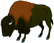 buffel